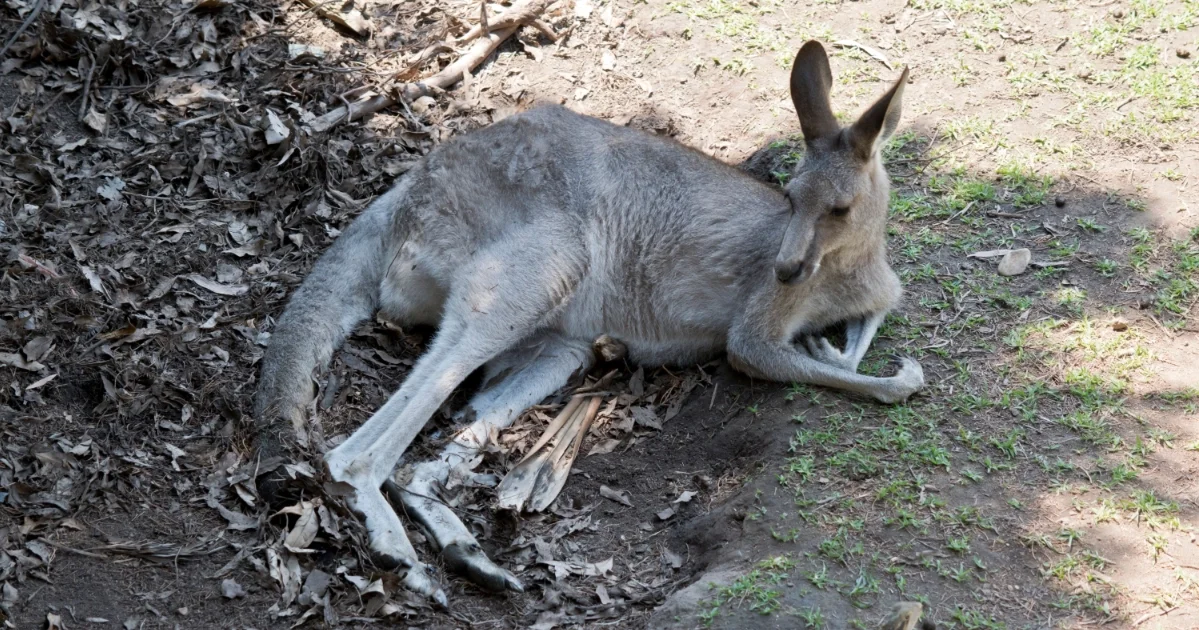 Why Kangaroos Are Looking Scrappy